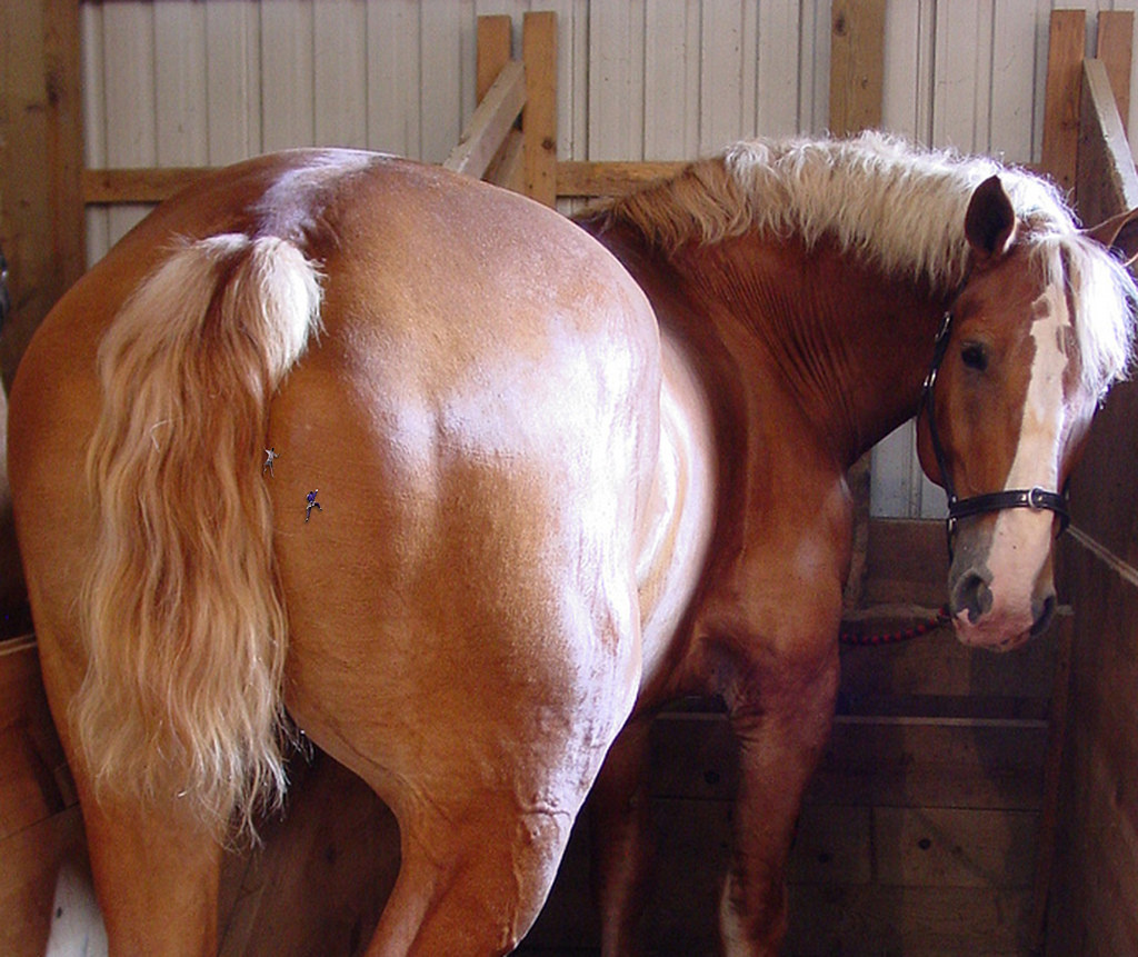 Ass at the butt barn