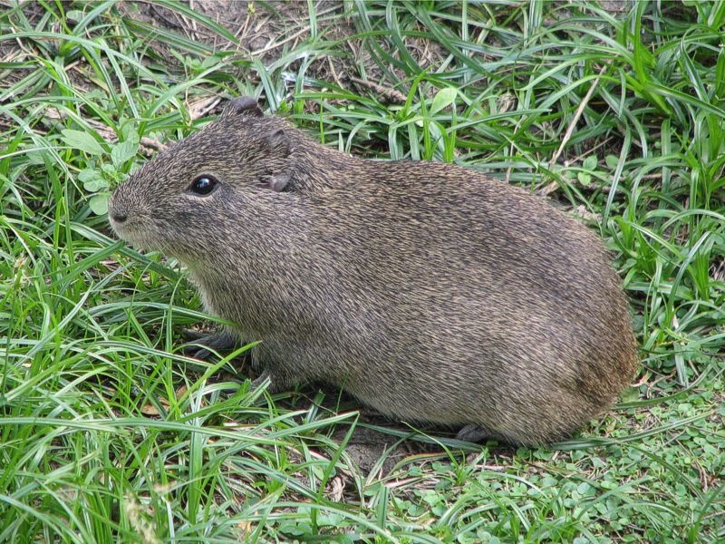 Свинковые(Caviidae),