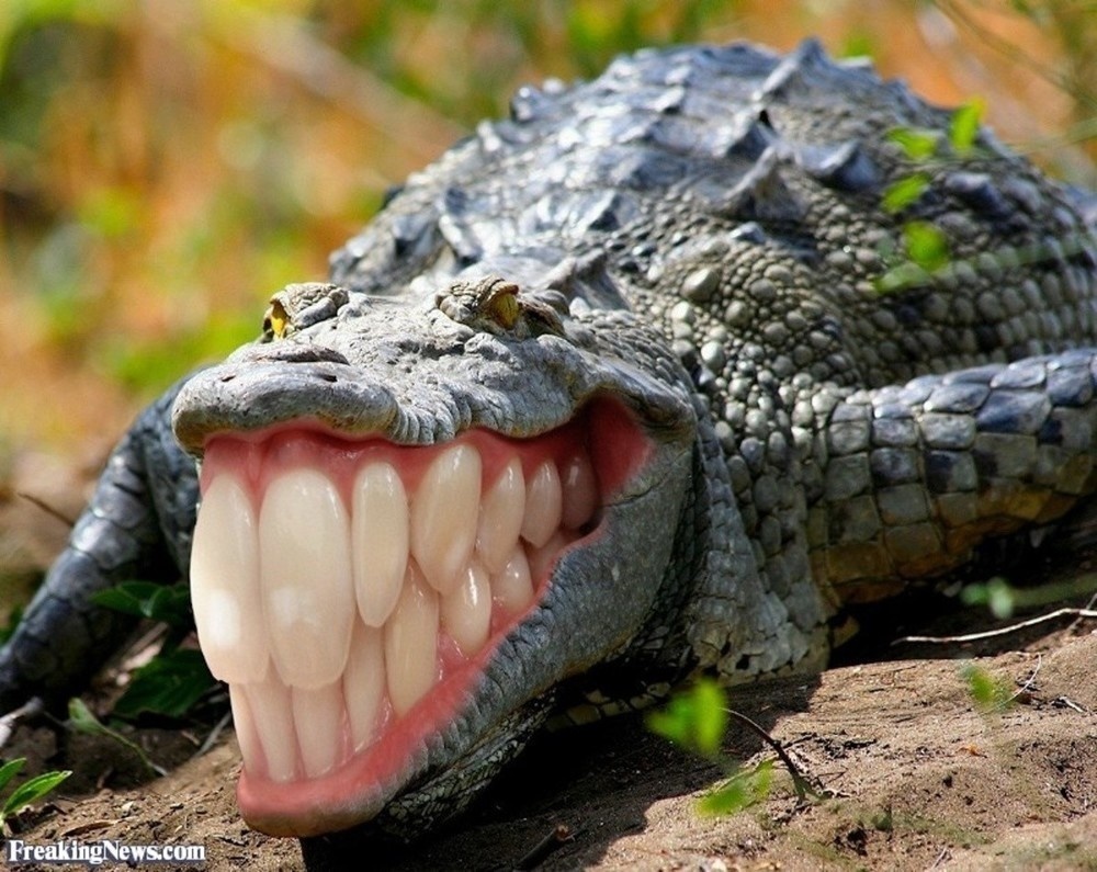 Croc S Face When Free Food Added By Theacm At See You Later Alligator