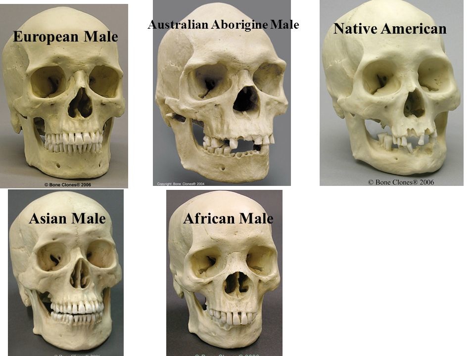 Are Human Skulls Of Different Races Much Different Quora