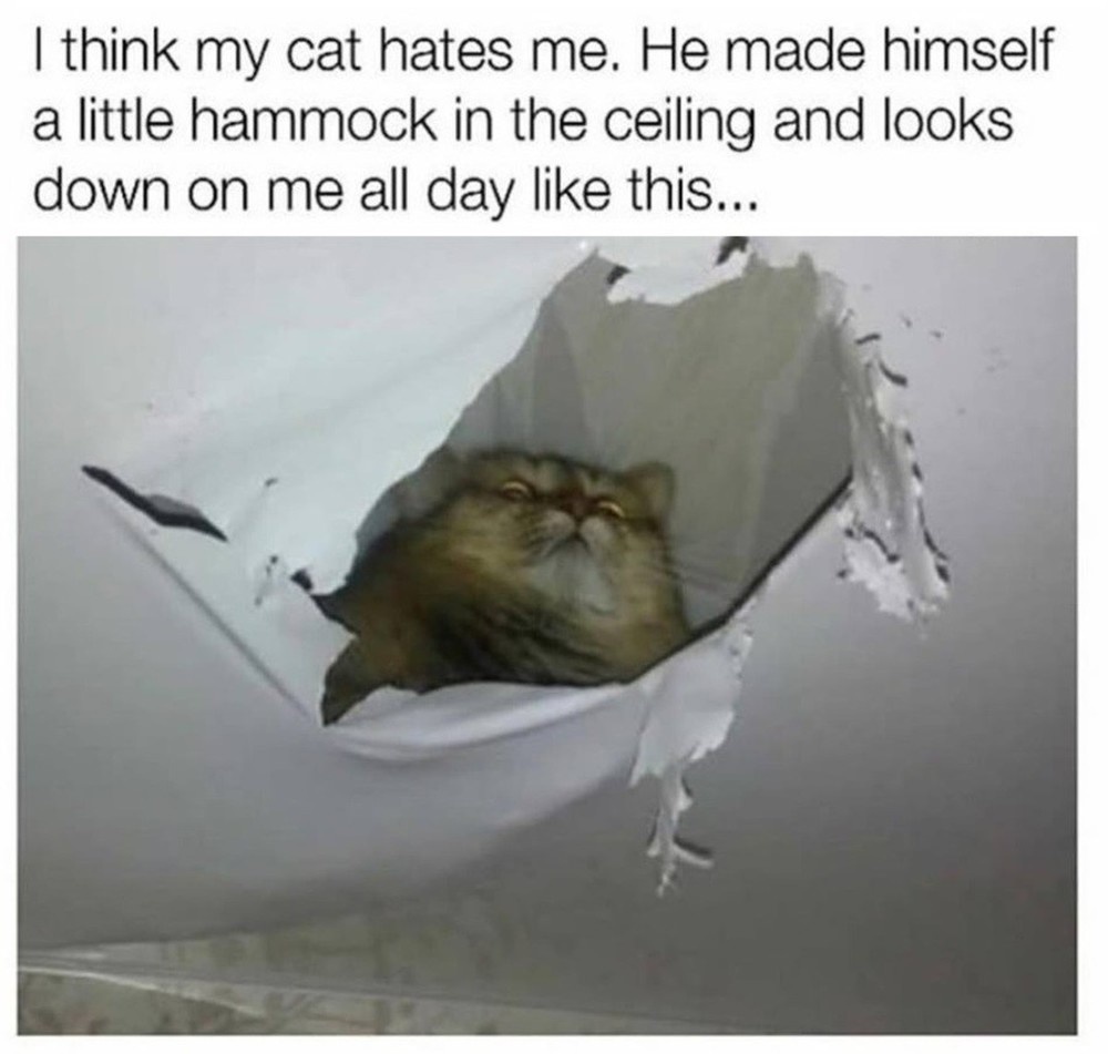 Gt When You Masturbate So Much Your Cat Becomes Ceiling