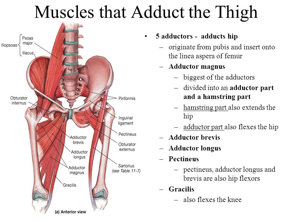 Hip Adductors Muscle Anatomy Anatomy Musculoskeletal System Hot Sex Picture