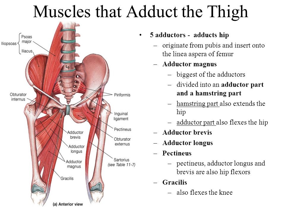 Hip Abductor Muscles Diagram / anatomy muscles - Biology 1011 with