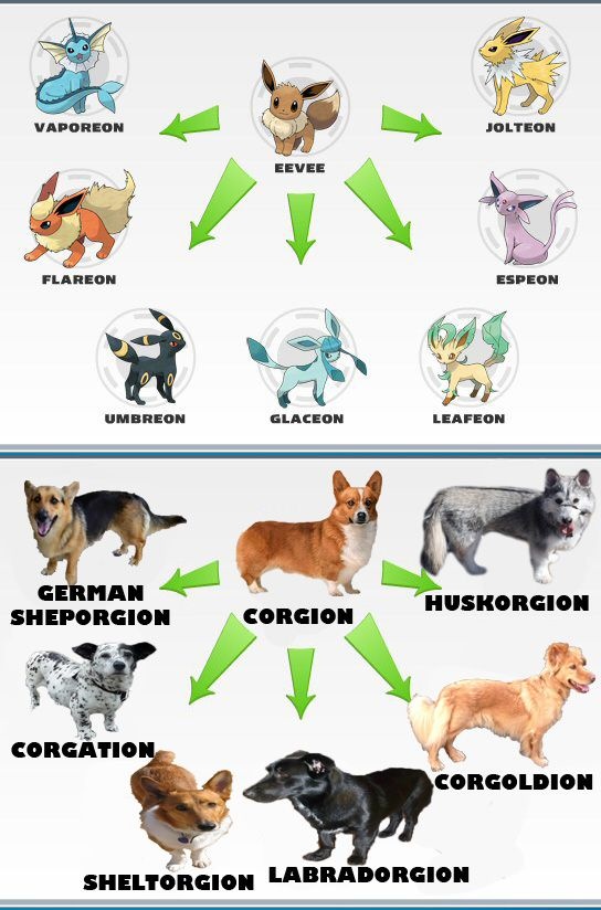 If There Isnt A Corgi Based Pokémon In Sword And