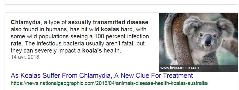 Koalas Are Dumb As Fuck And Should Be Killed On 180100616 Added