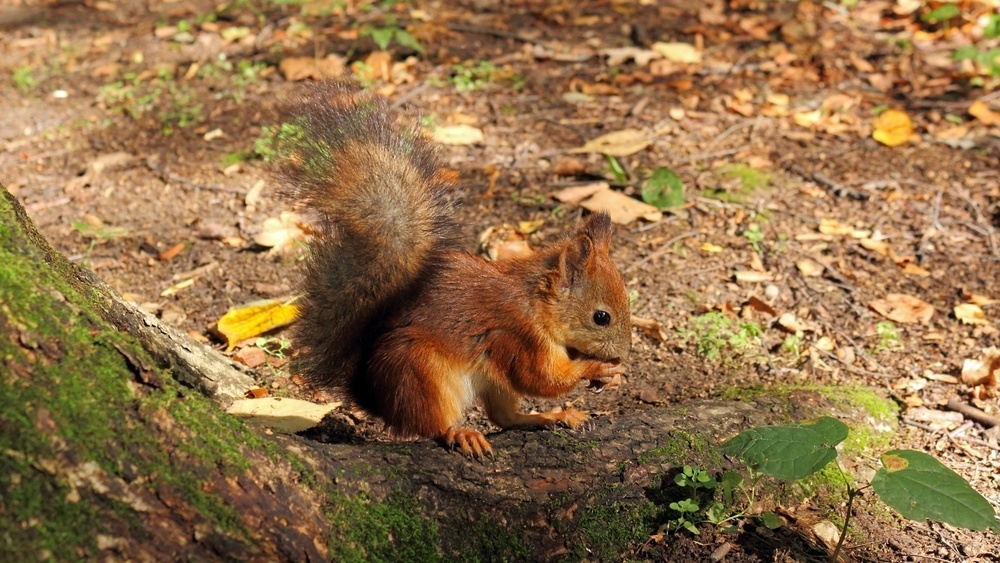 Meanwhile in Denmark our national animal is the red squirrel - #165773946  added by maanhich at meanwhile, in the UK