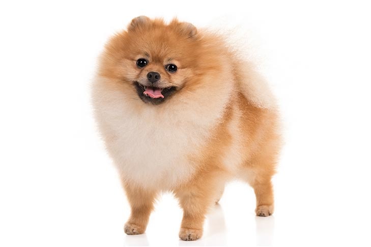 Pomeranians Did Not Even Speak A Germanic Language Though They 215010730 Added By Peospeos At Gott Mit Uns