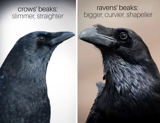 Crows Have a Mob Mentality Toward Ravens