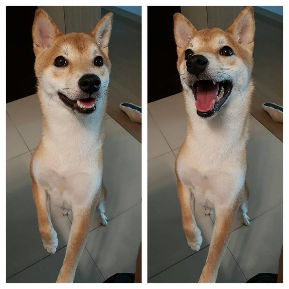 skinny shiba inu