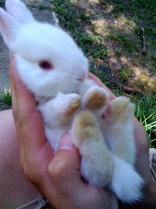 That gif made me remember rabbits don't have paw - #171059999 added creepyeevee at Cat