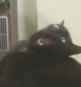 Bigger Cat Bigger Lizard 171148328 Added By Homelessgiraffe At