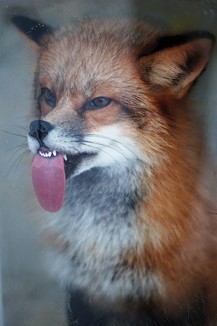 Mozilla Firefox Has Encountered A Problem With Windows Added By Anonymous At Cute Animal Comp 13 Mostly Foxes