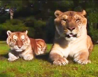 liger vs tiger size