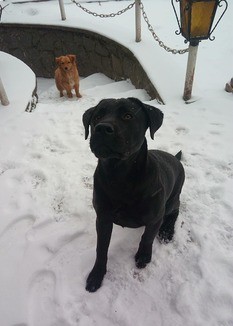 This Is My Cane Corso Labrador Mix He Is 8 170248623